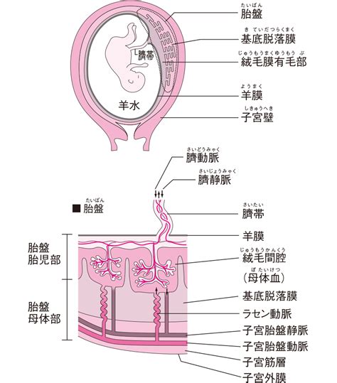 胎盤形成時期|胎盤の基礎｜完成時期や役割・妊娠中の胎盤トラブル 